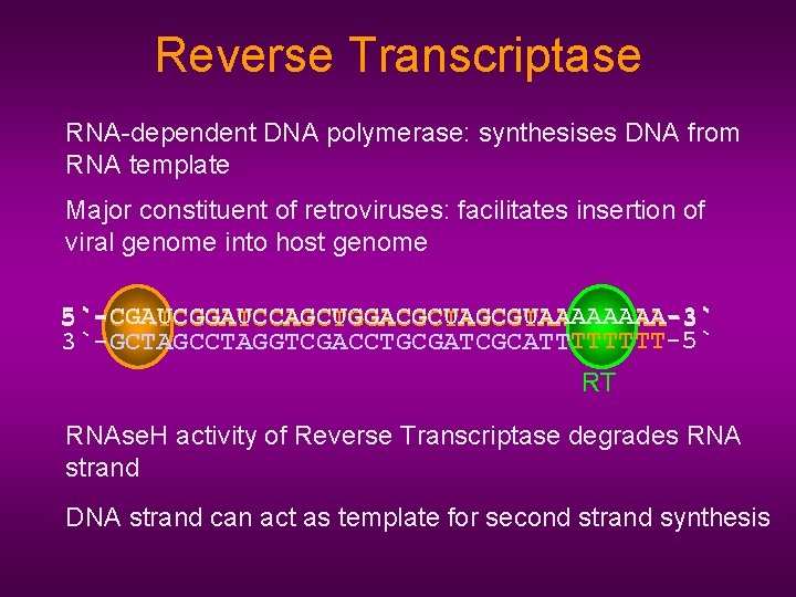 Reverse Transcriptase RNA-dependent DNA polymerase: synthesises DNA from RNA template Major constituent of retroviruses: