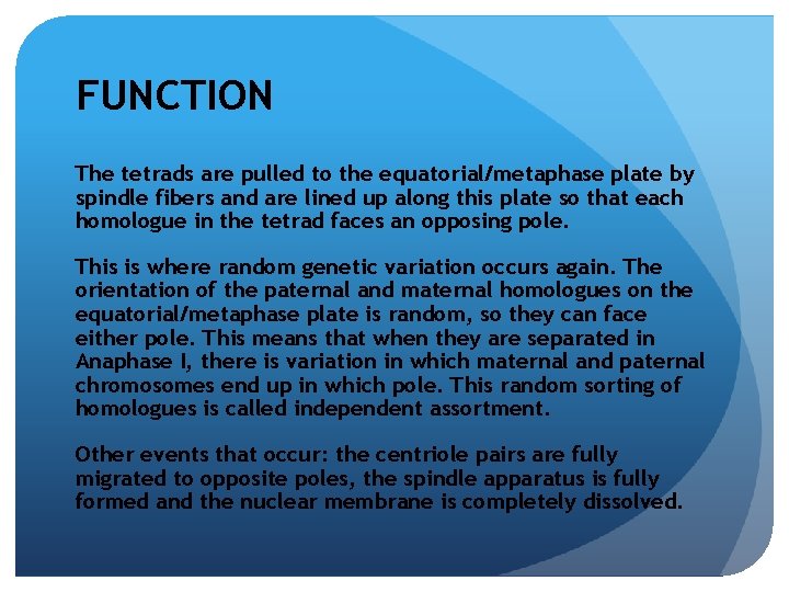 FUNCTION The tetrads are pulled to the equatorial/metaphase plate by spindle fibers and are