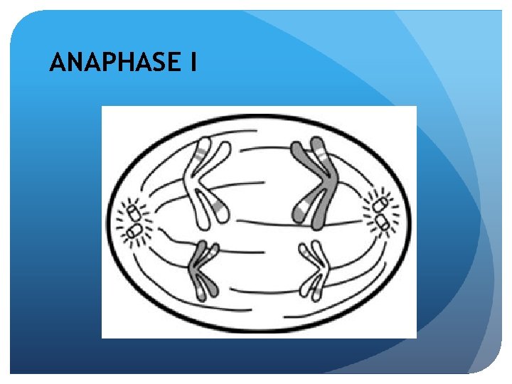 ANAPHASE I 