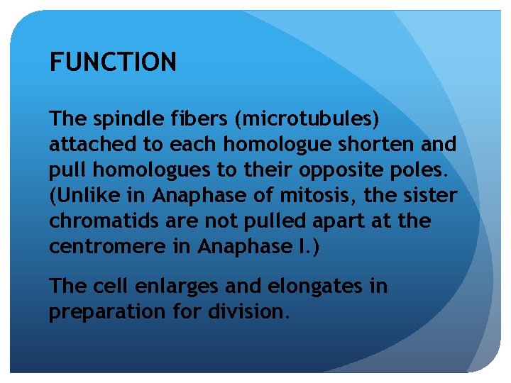 FUNCTION The spindle fibers (microtubules) attached to each homologue shorten and pull homologues to