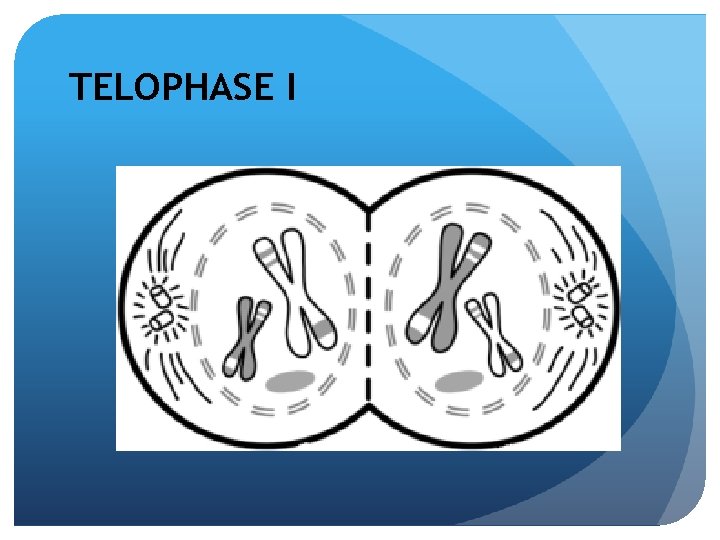 TELOPHASE I 