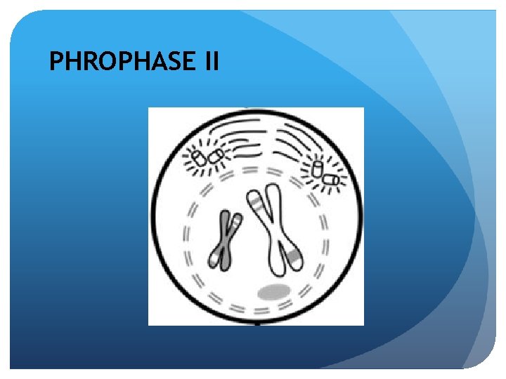 PHROPHASE II 