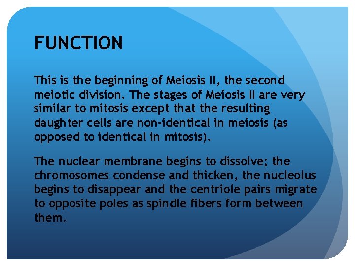 FUNCTION This is the beginning of Meiosis II, the second meiotic division. The stages