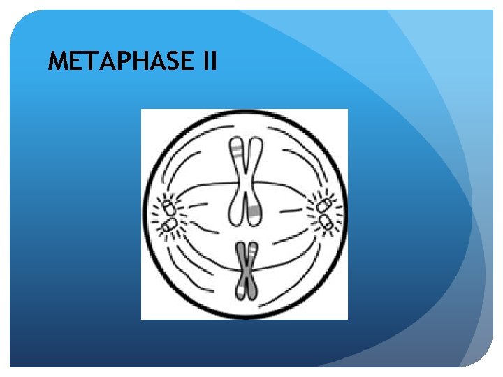 METAPHASE II 