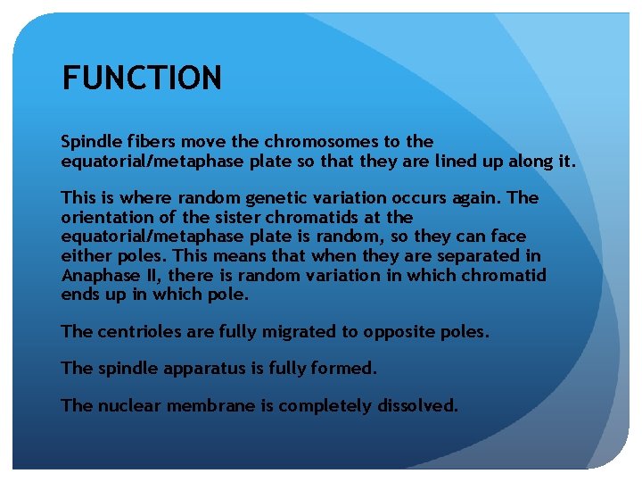 FUNCTION Spindle fibers move the chromosomes to the equatorial/metaphase plate so that they are