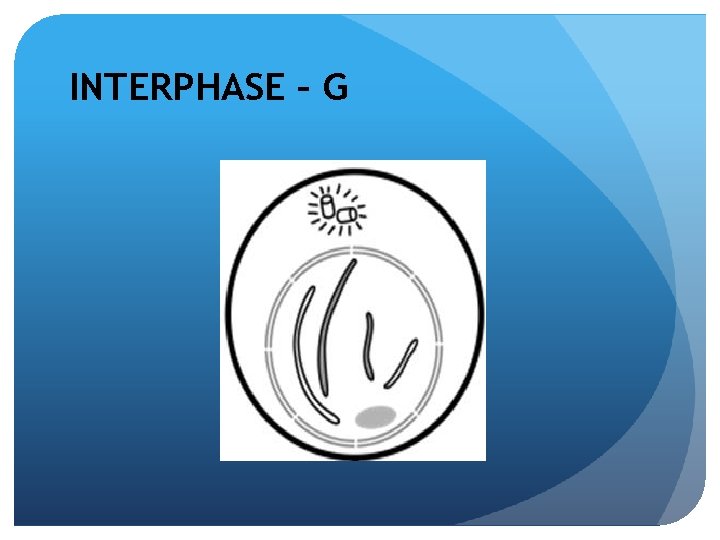 INTERPHASE – G 