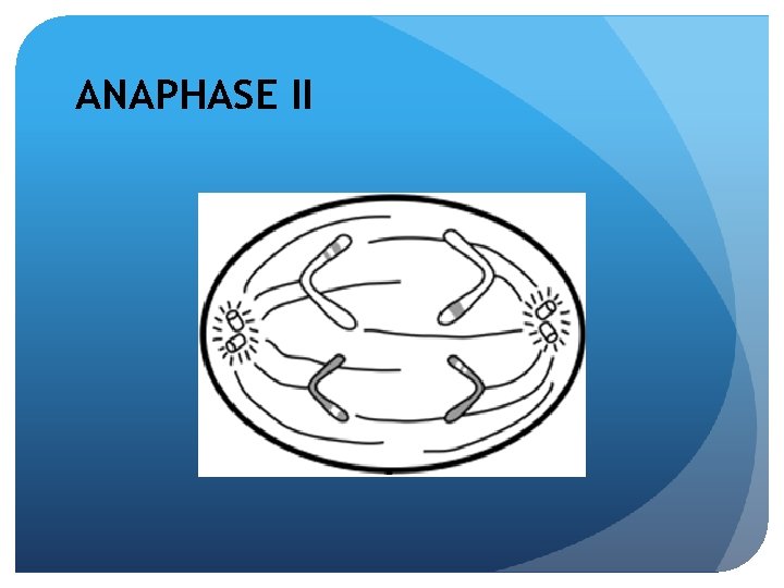 ANAPHASE II 