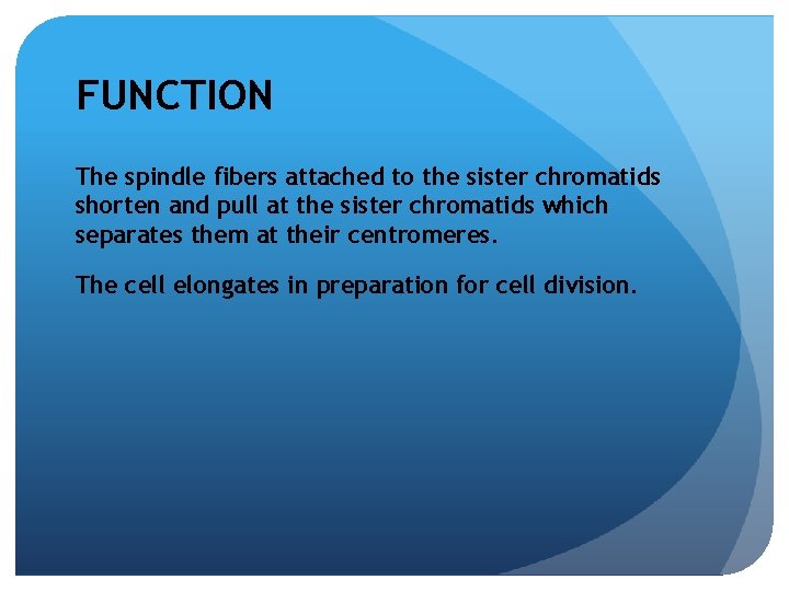 FUNCTION The spindle fibers attached to the sister chromatids shorten and pull at the