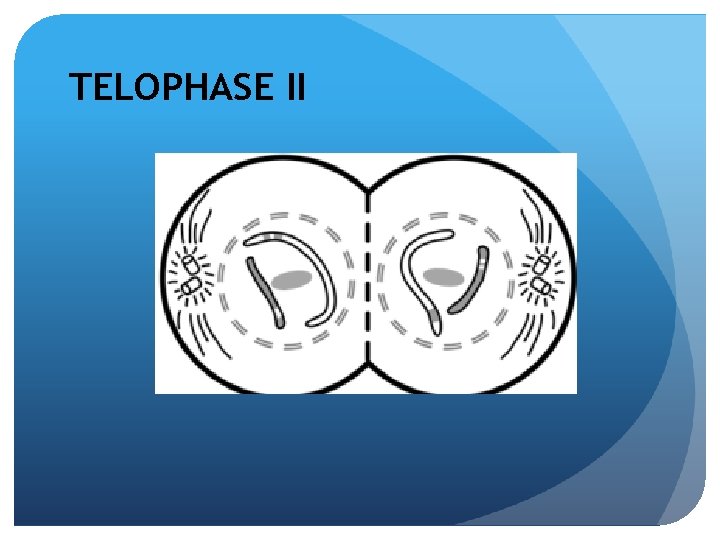 TELOPHASE II 