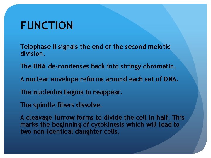 FUNCTION Telophase II signals the end of the second meiotic division. The DNA de-condenses