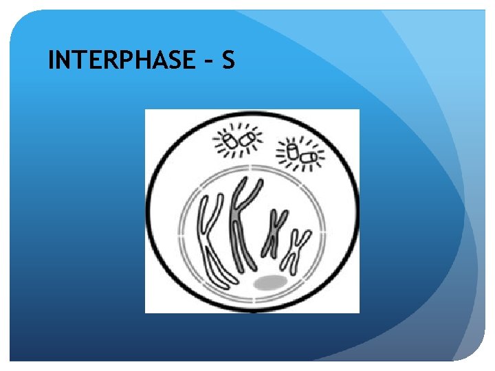 INTERPHASE – S 