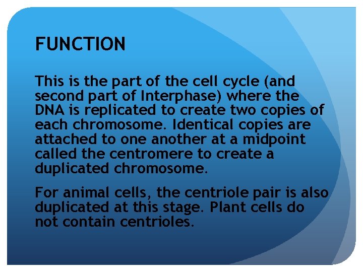 FUNCTION This is the part of the cell cycle (and second part of Interphase)