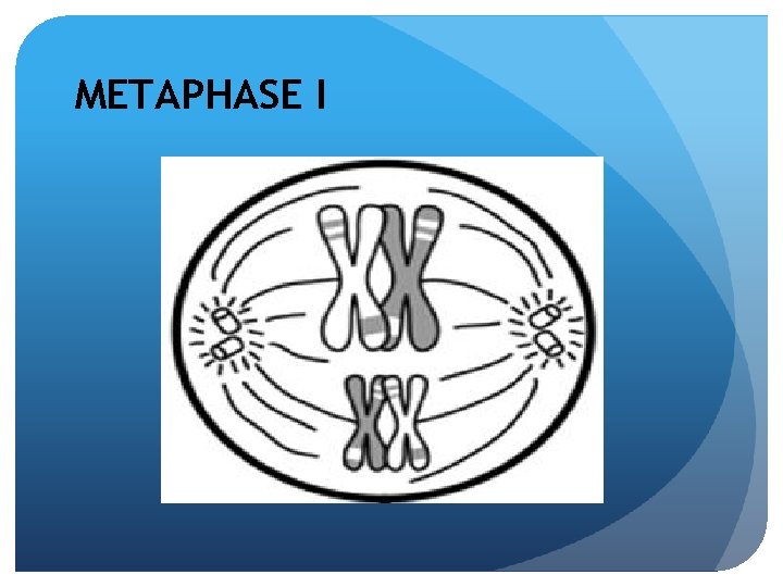 METAPHASE I 