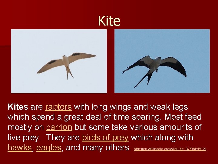 Kites are raptors with long wings and weak legs which spend a great deal