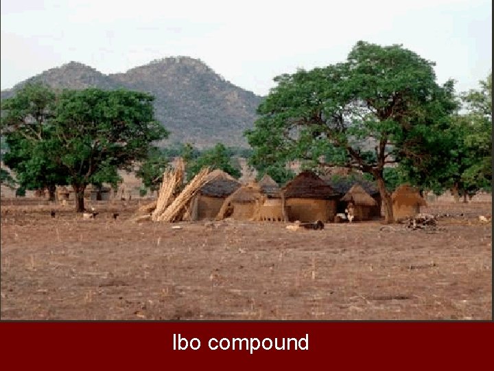 Ibo compound 