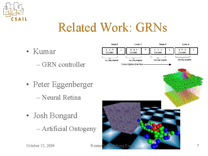 Related Work: GRNs • Kumar – GRN controller • Peter Eggenberger – Neural Retina