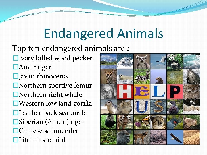 Endangered Animals Top ten endangered animals are ; �Ivory billed wood pecker �Amur tiger