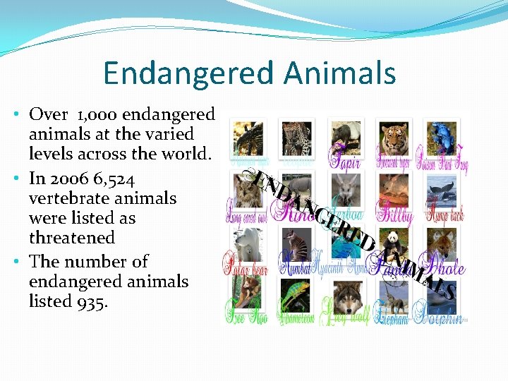 Endangered Animals • Over 1, 000 endangered animals at the varied levels across the