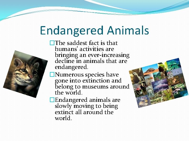 Endangered Animals �The saddest fact is that humans’ activities are bringing an ever-increasing decline