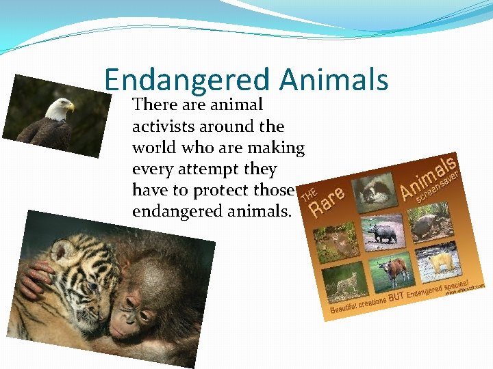 Endangered Animals There animal activists around the world who are making every attempt they