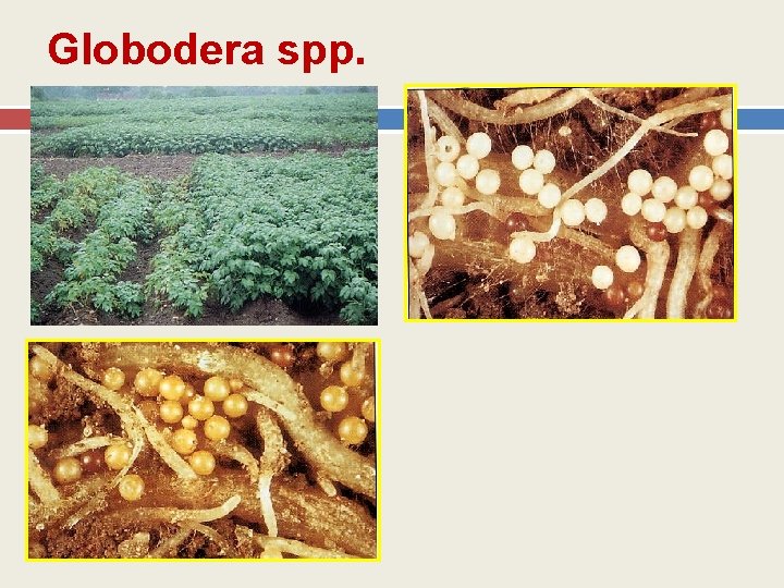 Globodera spp. 