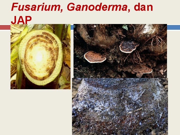 Fusarium, Ganoderma, dan JAP 