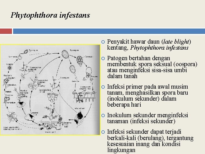 Phytophthora infestans Penyakit hawar daun (late blight) kentang, Phytophthora infestans Patogen bertahan dengan membentuk
