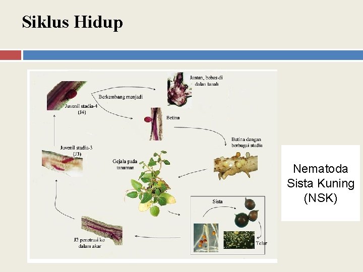 Siklus Hidup Nematoda Sista Kuning (NSK) 