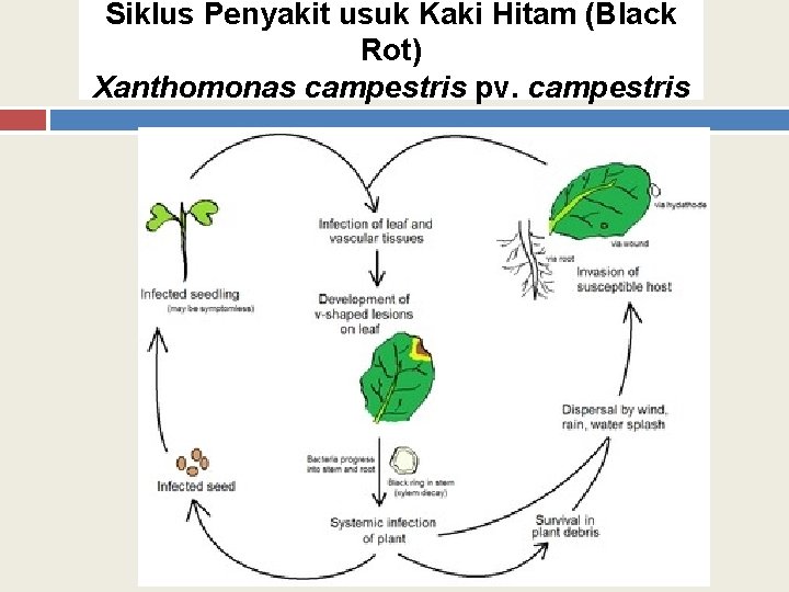 Siklus Penyakit usuk Kaki Hitam (Black Rot) Xanthomonas campestris pv. campestris 