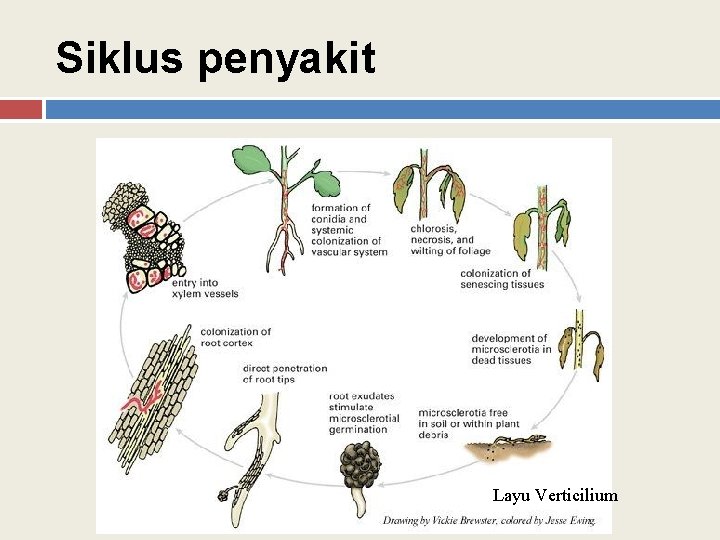 Siklus penyakit Layu Verticilium 