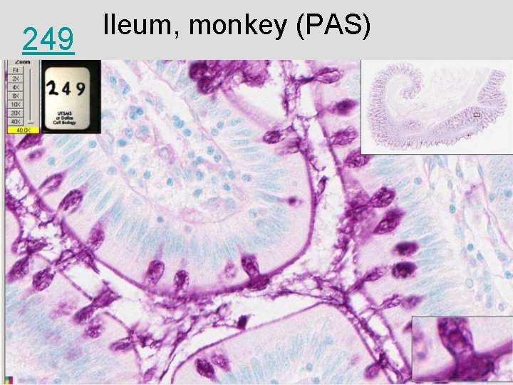 249 Ileum, monkey (PAS) 