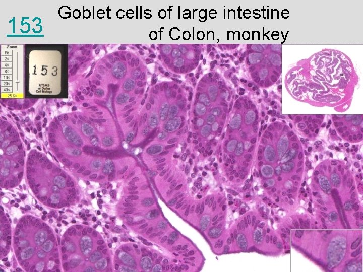 153 Goblet cells of large intestine of Colon, monkey 