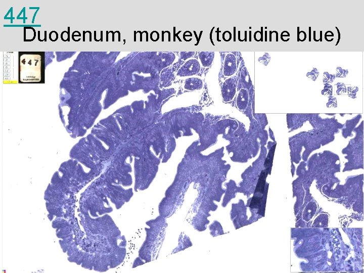 447 Duodenum, monkey (toluidine blue) 