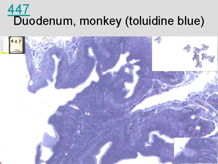 447 Duodenum, monkey (toluidine blue) 