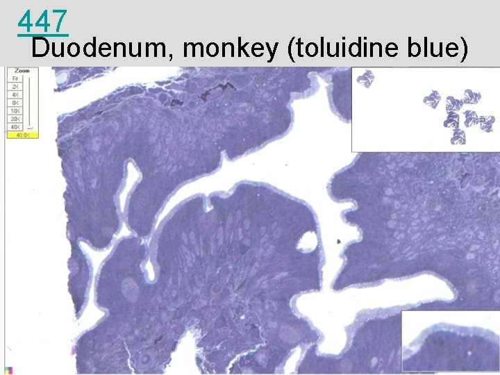 447 Duodenum, monkey (toluidine blue) 