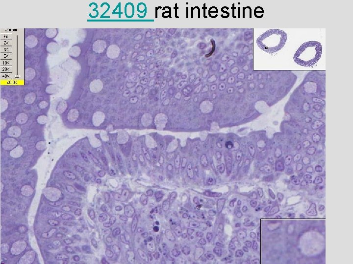 32409 rat intestine 
