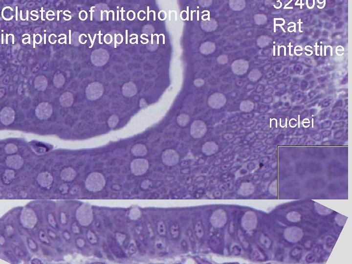 Clusters of mitochondria in apical cytoplasm 32409 Rat intestine nuclei 