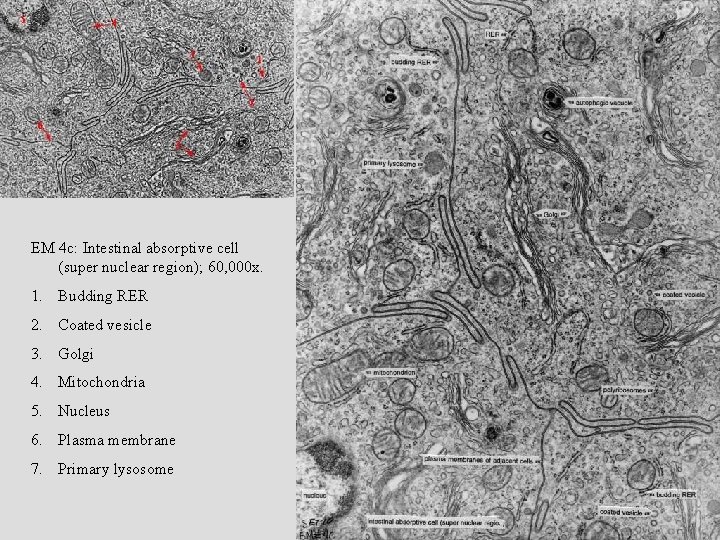 EM 4 c: Intestinal absorptive cell (super nuclear region); 60, 000 x. 1. Budding