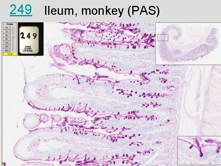 249 Ileum, monkey (PAS) 