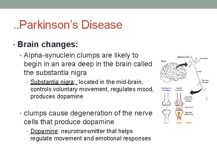 . . Parkinson’s Disease • Brain changes: • Alpha-synuclein clumps are likely to begin