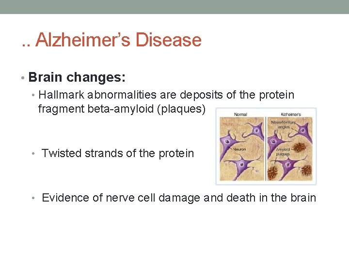 . . Alzheimer’s Disease • Brain changes: • Hallmark abnormalities are deposits of the