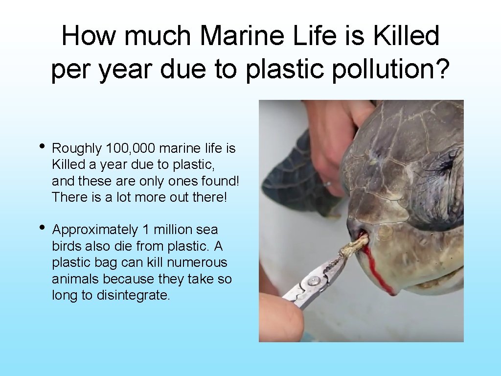 How much Marine Life is Killed per year due to plastic pollution? • Roughly