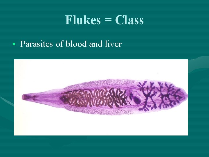 Flukes = Class • Parasites of blood and liver 