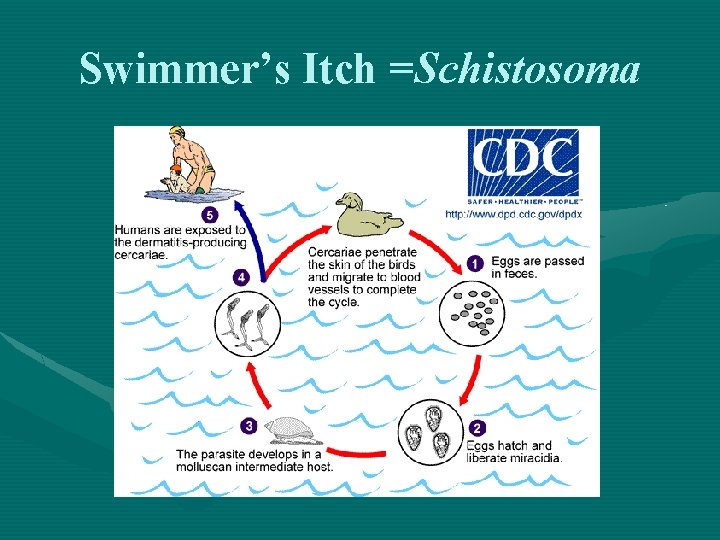 Swimmer’s Itch =Schistosoma 