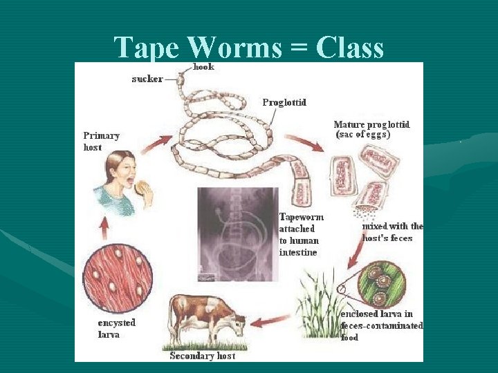 Tape Worms = Class 
