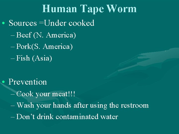 Human Tape Worm • Sources =Under cooked – Beef (N. America) – Pork(S. America)