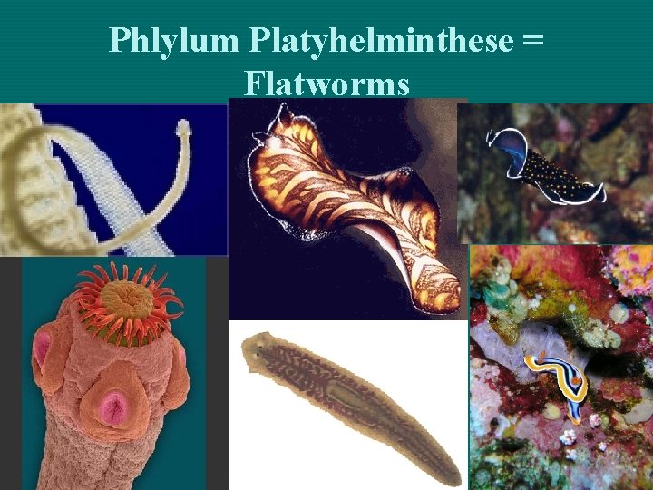 Phlylum Platyhelminthese = Flatworms 