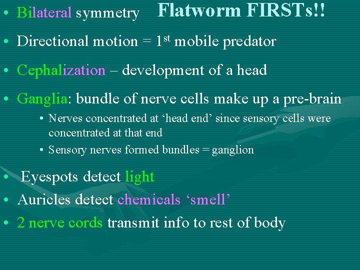  • Bilateral symmetry Flatworm FIRSTs!! • Directional motion = 1 st mobile predator