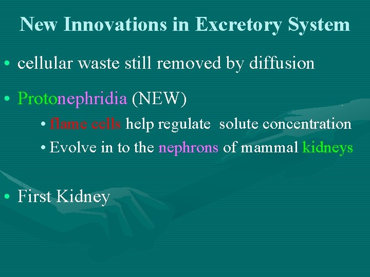 New Innovations in Excretory System • cellular waste still removed by diffusion • Protonephridia