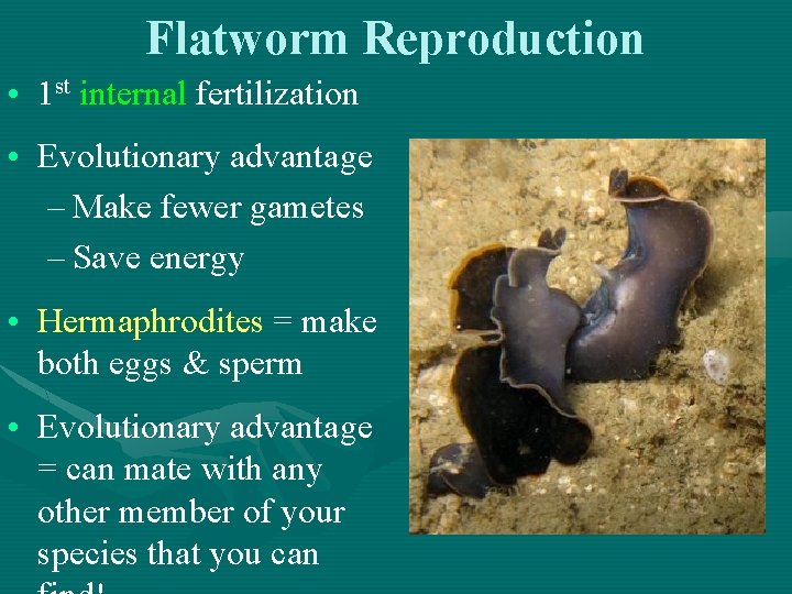 Flatworm Reproduction • 1 st internal fertilization • Evolutionary advantage – Make fewer gametes